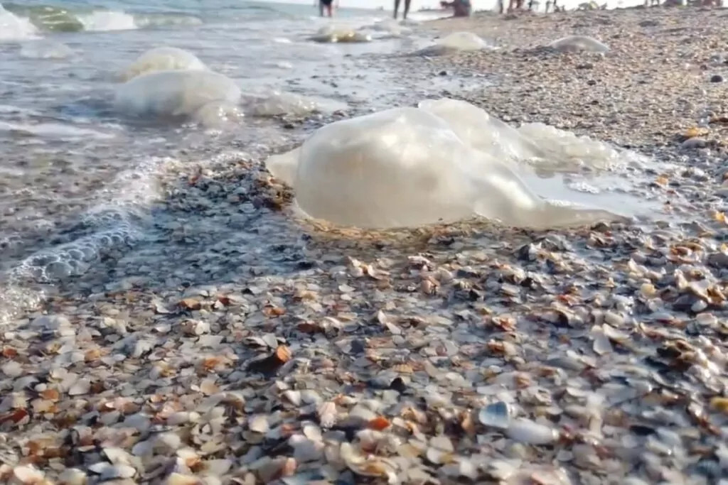 Jellyfish on the beach of Isla Mujeres