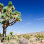 Joshua Tree, Yucca brevifolia