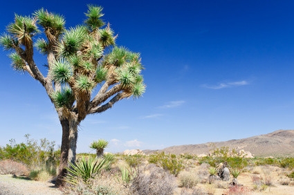 Joshua Tree, Yucca brevifolia