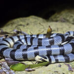 Banded sea krait. This is what the two eyewitnesses reported seeing.