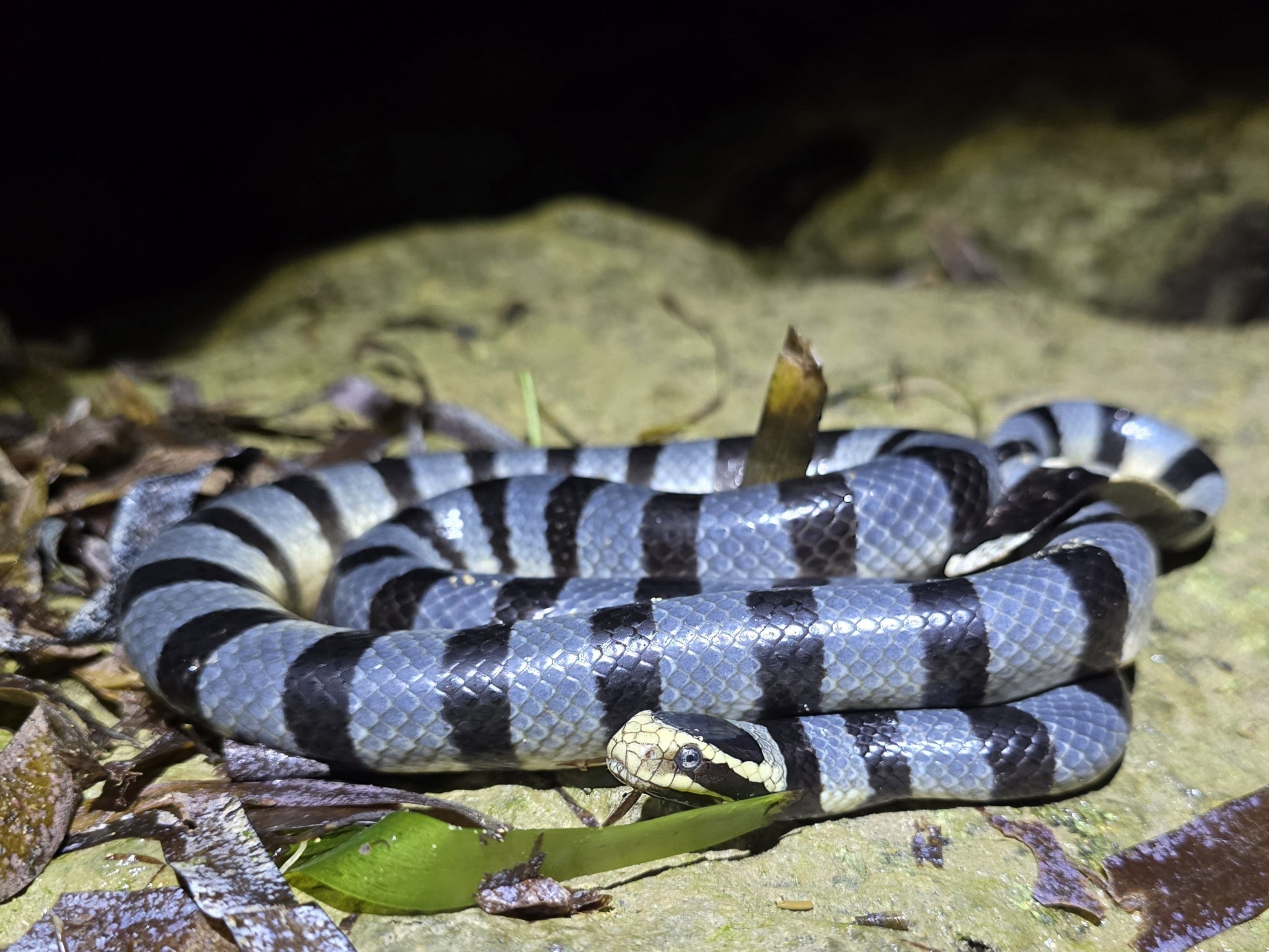 Banded sea krait. This is what the two eyewitnesses reported seeing.