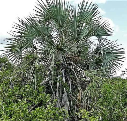 Lala Palm Tree