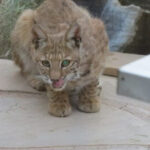 Canadian Lynx kitten with large paws