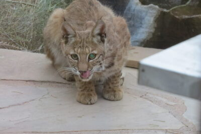 Canadian Lynx kitten with large paws