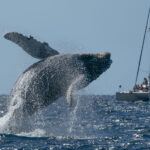 Los Cabos whale watching