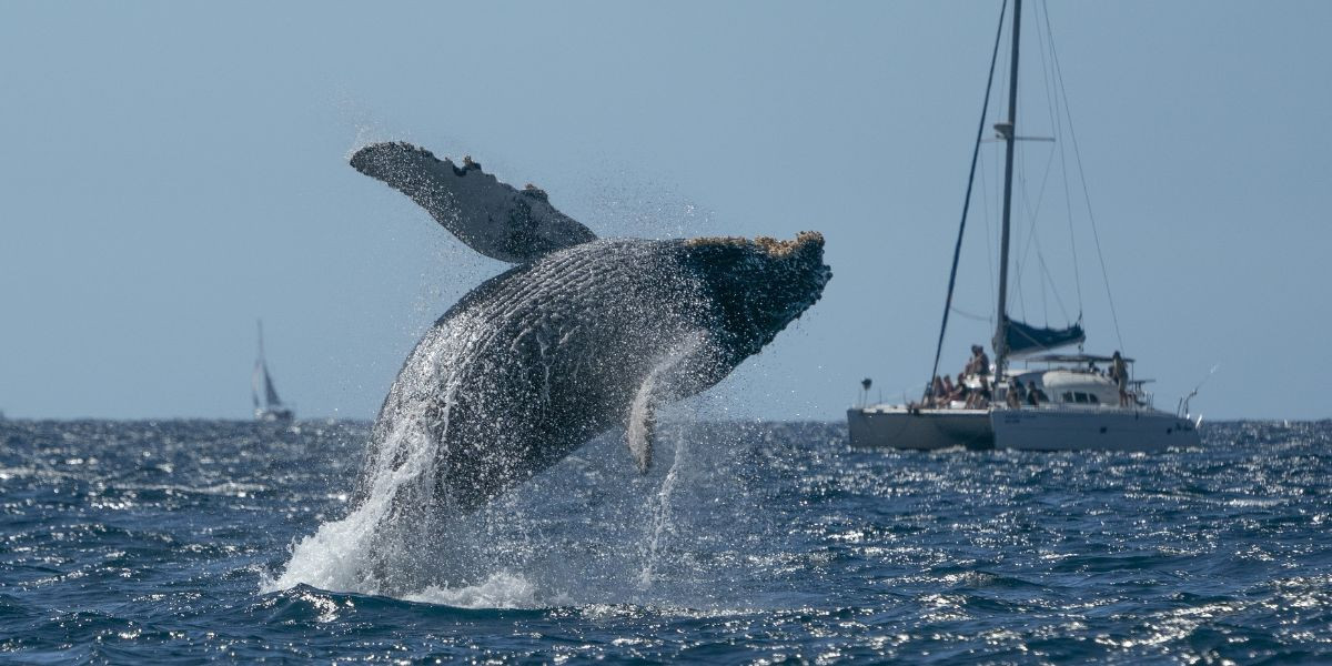Los Cabos whale watching