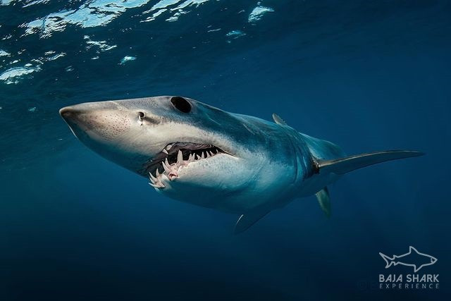 Mako Shark
