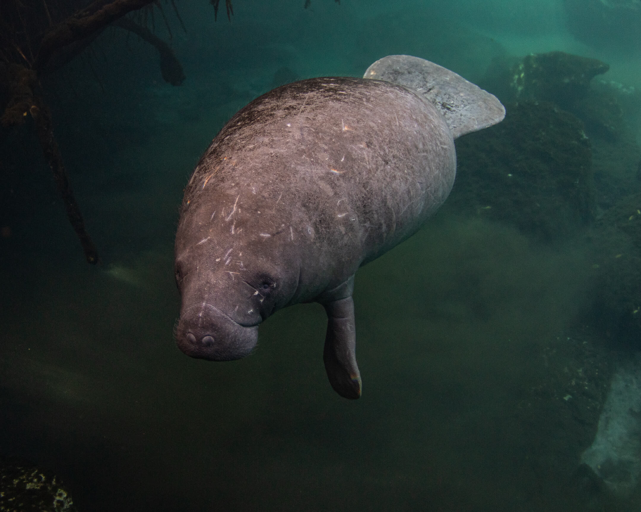 Are There Manatees In Mexico? A Guide For LGBTQ+ Travelers