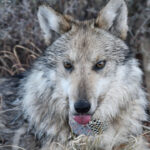 A Mexican wolf with a radio collar lays on the ground with it. The wolf has a tracking collar, showing the efforts to monitor and protect this endangered species.