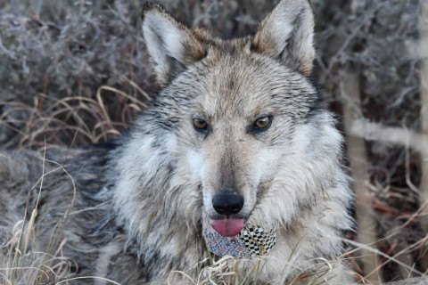 A Mexican wolf with a radio collar lays on the ground with it. The wolf has a tracking collar, showing the efforts to monitor and protect this endangered species.