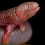 Mexican Mole Lizard Facts