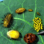 Mexican bean beetle life cycle