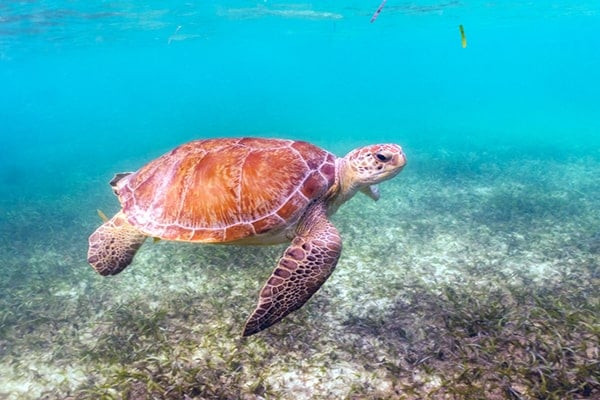 Things to Do in Akumal