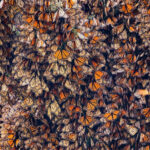 Millions of monarch butterflies