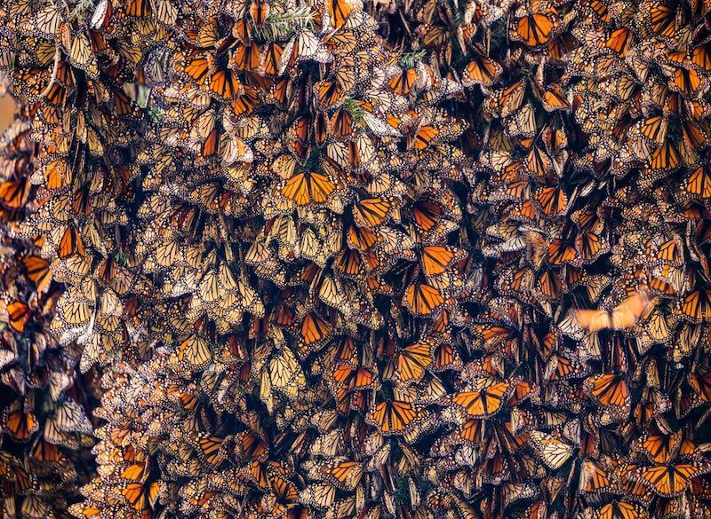 Millions of monarch butterflies