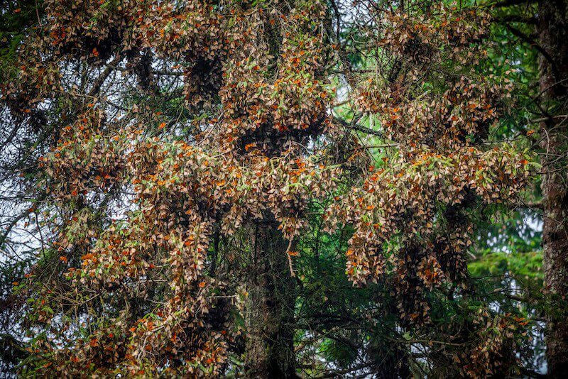 Monarchs in the trees in Mexico