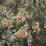 The sheer number of Monarchs is staggering, even though we know they are down from years past.