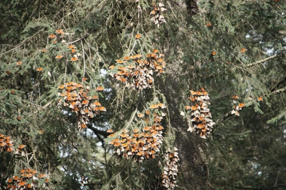 The sheer number of Monarchs is staggering, even though we know they are down from years past.