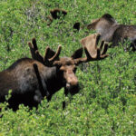 Two bull moose browsing willows at Tincup Pass, west of Buena Vista, Colo, showcasing their natural habitat