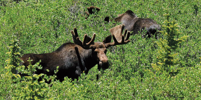 Two bull moose browsing willows at Tincup Pass, west of Buena Vista, Colo, showcasing their natural habitat
