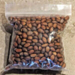 New Mexico pinon nuts in a large 8 oz bag on a countertop in Albuquerque