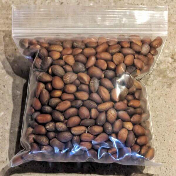 New Mexico pinon nuts in a large 8 oz bag on a countertop in Albuquerque