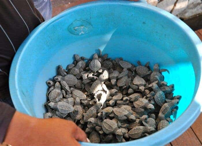 Adorable baby olive ridley turtles about to be released into the ocean
