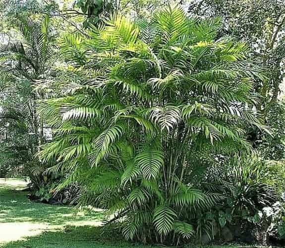 Pacaya Palm in Atitlan Guatemala