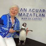 Humboldt penguins at Gran Acuario Mazatlán in Mexico.