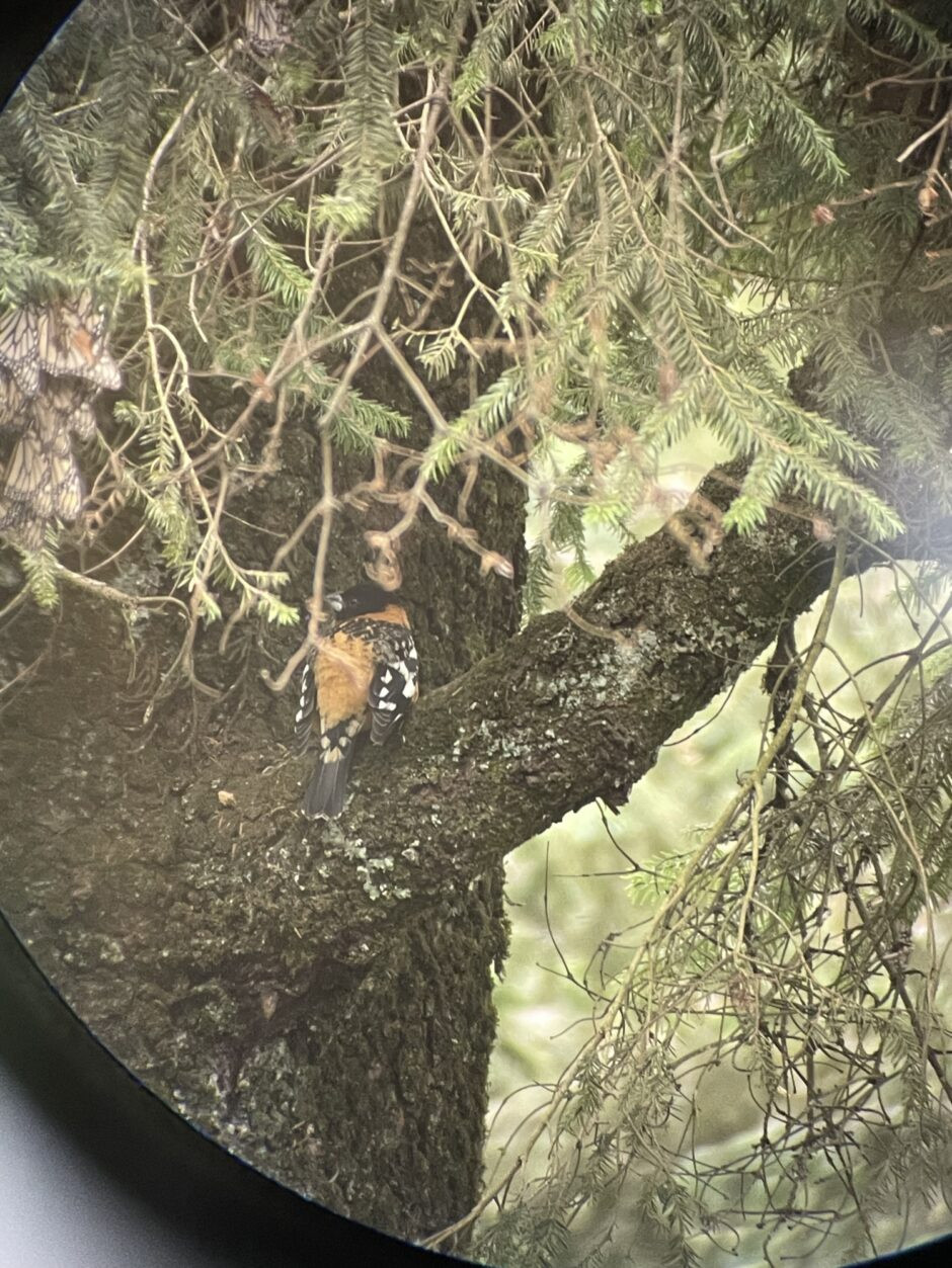 The Black-headed Grosbeak has the perfect coloration to gobble up countless monarch butterflies! And we thought that nothing would eat them because of the milkweed toxins in their bodies!