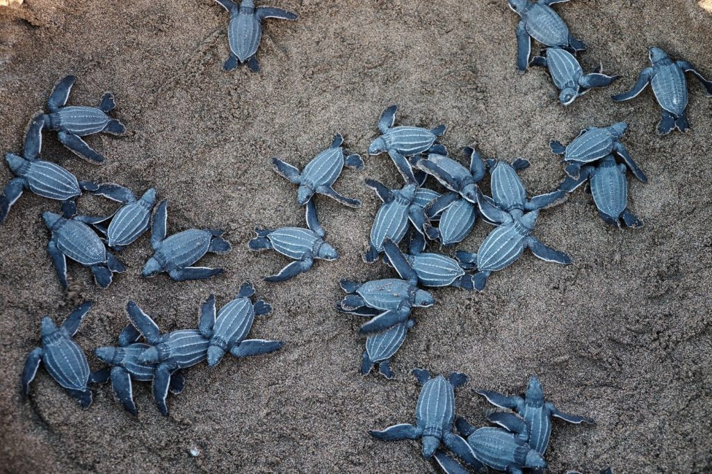 Puerto Vallarta a group of blue sea turtles