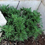 Marigolds growing