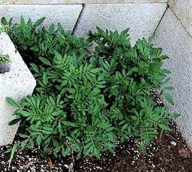 Marigolds growing