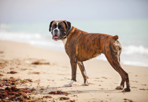Dog on the beach in Rocky Point