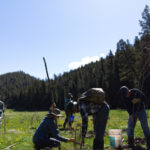 Beaver dam in a New Mexico stream, showcasing the animal's engineering prowess