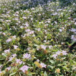 A South Florida lawn invaded by Florida Pusley
