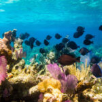 Multiple fish swimming around the Mesoamerican Barrier Reef.