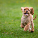 Dog at park
