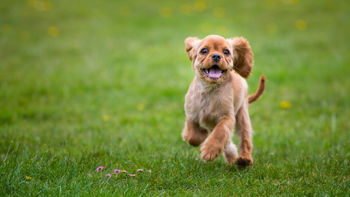 Dog at park