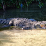 Crocodile in Sian Ka'an, Mexico, sunbathing near the mangroves
