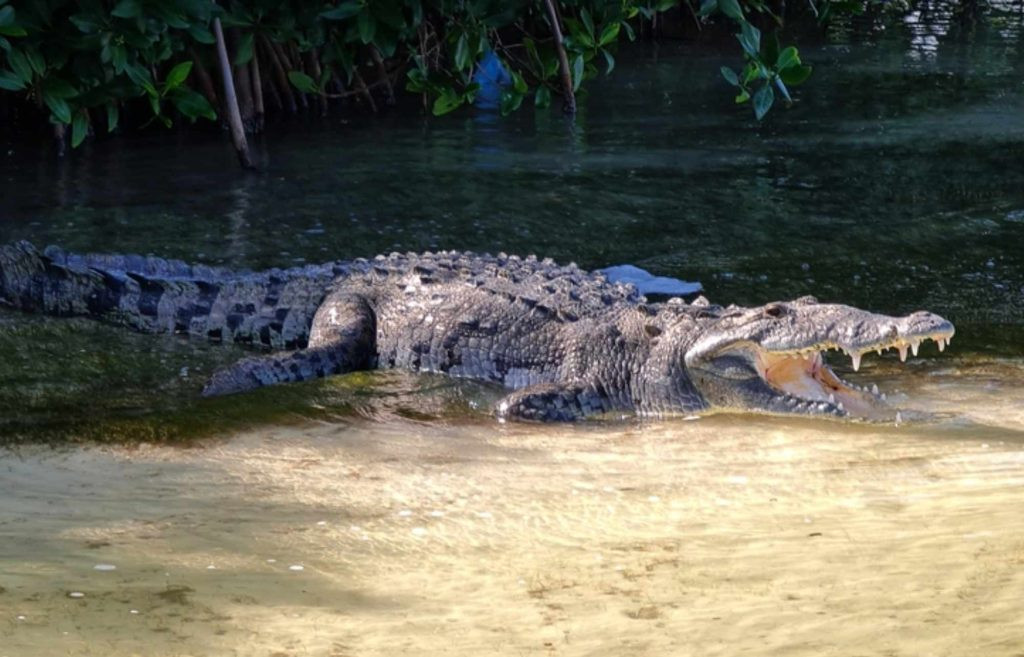 Crocodile in Sian Ka'an, Mexico, sunbathing near the mangroves