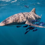 Silky Shark swimming near Cabo San Lucas