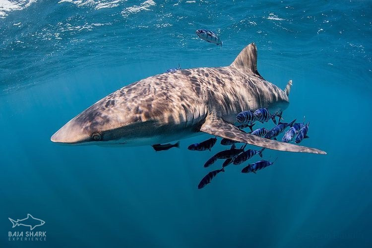 Silky Shark swimming near Cabo San Lucas