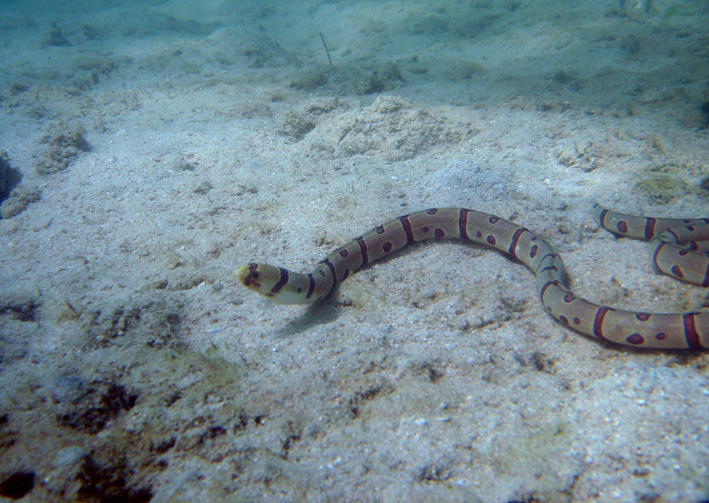 A snake eel.