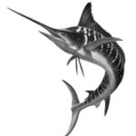Striped Marlin Illustration