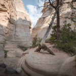 Desert flora along the Cave Loop Trail at Kasha-Katuwe Tent Rocks National Monument, featuring various species of cactus including the "jumping" cholla.