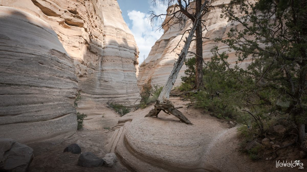 Desert flora along the Cave Loop Trail at Kasha-Katuwe Tent Rocks National Monument, featuring various species of cactus including the "jumping" cholla.