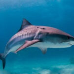 Tiger Shark in the Gulf of Mexico