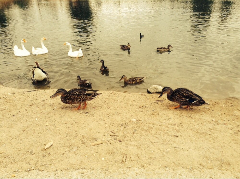 Ducks and geese congregating by a tranquil pond, some swimming while others rest on the shore, Tingley Beach, Albuquerque, New Mexico.