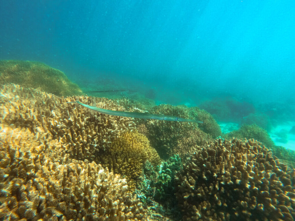 Two trumpet fish swimming above impressive orange coral in the waters around Isla Espíritu Santo.